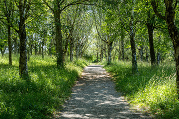 An avenue in the forest leading to the mountain peak