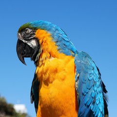 Macaw parrot