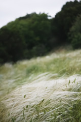 Grass bend by the wind in the mountains