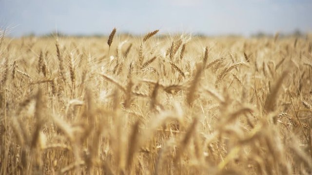 Wheat field. Golden ears of wheat on the field. Background of ripening ears of meadow wheat field. Rich harvest Concept