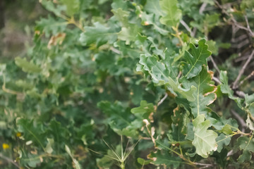 background of green leaves