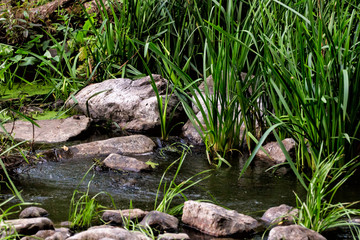 Rock in the water