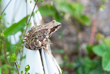 Beautiful little brown frog sits in the grass and on the wood in a bright summer garden.