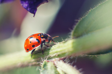 ladybug on leaf close up on a dark  background