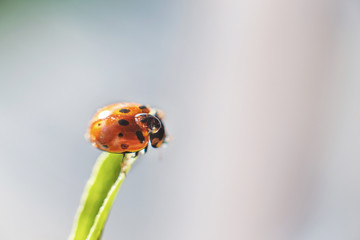 ladybug on leaf close up on blue background