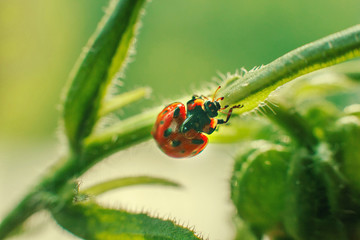 ladybug on leaf close up on green background