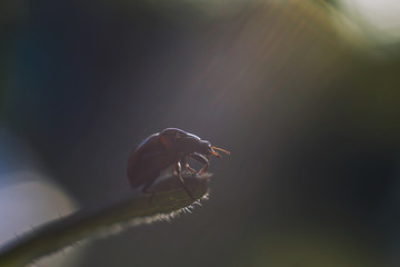 ladybug on leaf close up on green background