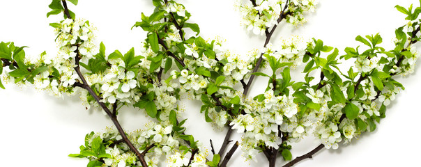 flowering plum branches on a white background spring flowering of fruit trees