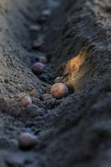 planting potato tuber into the ground