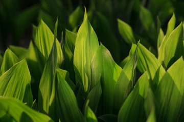 lily of the valley. Leaf background