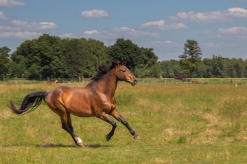 Pferd