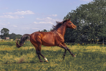 Pferd