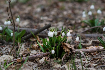 Spring Park landscape. Forest spring