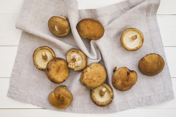 Composition with mushrooms on white textile