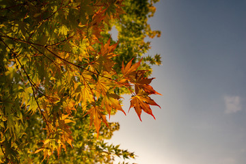 Fototapeta na wymiar Red and orange leaves of Japanese purple maple