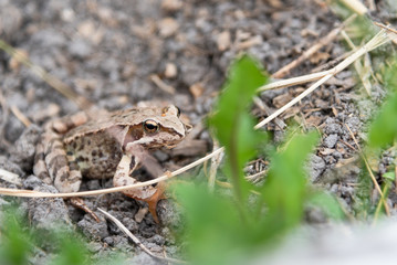 Beautiful little brown frog sits in the grass and on the wood in a bright summer garden.
