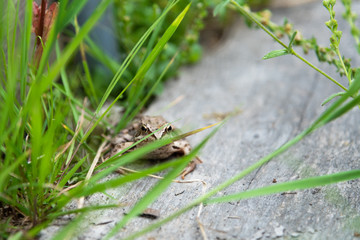 Beautiful little brown frog sits in the grass and on the wood in a bright summer garden.