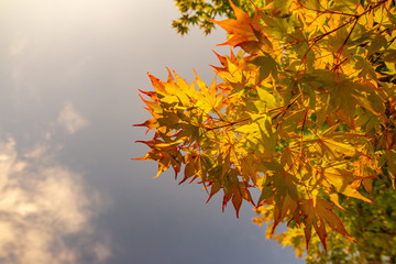 Red and orange leaves of Japanese purple maple