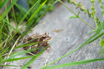 Beautiful little brown frog sits in the grass and on the wood in a bright summer garden.
