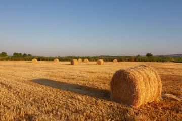 bales of straw in wheat field