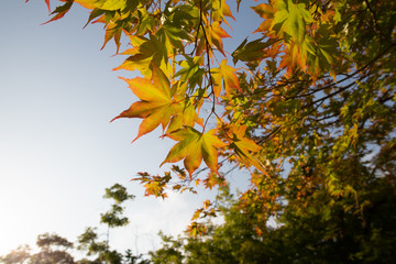Red and orange leaves of Japanese purple maple