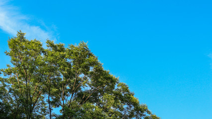 High green leaves trees with cloud sky as background.