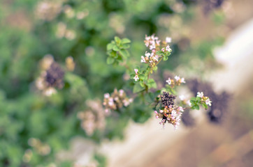 Thymus serpyllum blooms in the garden, close-up