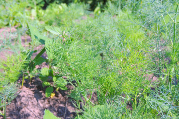 dill bed in the garden