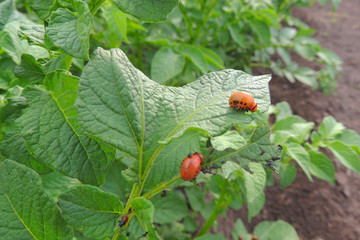 Colorado potato beetle