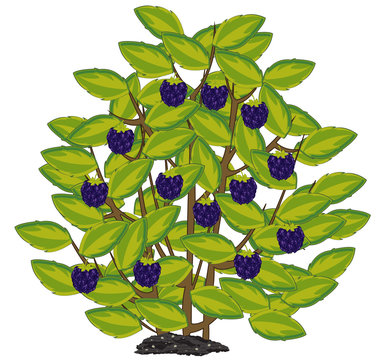 Vector illustration of the ripe berry blackberry on bush