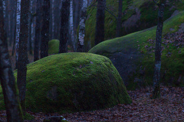 Huge stones with moss lieng against dense wood
