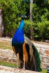 Obraz premium peacock with feathers