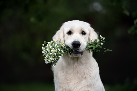 Golden Retriever Dog Holding Flowers In Mouth