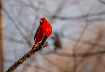 red cardinal in park