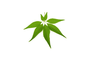 Marijuana leaf isolated on white