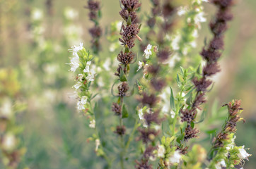 Thymus serpyllum blooms in the garden, close-up