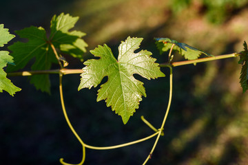 Grapevine leaf isolated in a garden