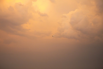 beautiful orange sunset sky with clouds, bird in the sky