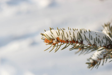 Winter background with pine cones