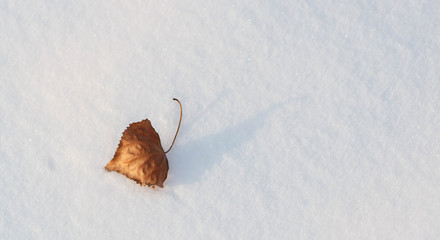 Alone leaf in snow at winter