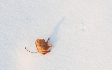 Alone leaf in snow at winter