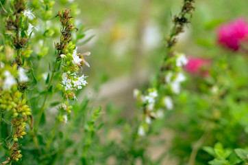 Thymus serpyllum blooms in the garden, close-up