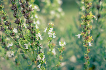 Thymus serpyllum blooms in the garden, close-up