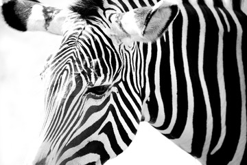 Fototapeta na wymiar Black and white Zebra Portait