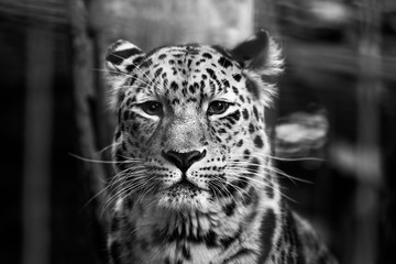 Snow Leopard looks focused in the camera