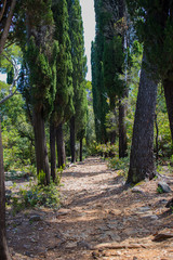 path in the forest