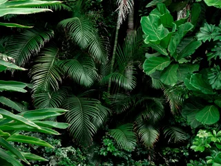 Foto op Canvas Tropisch regenwoud landschap achtergrond. Tropische jungle palmen, bomen en planten © woodpencil