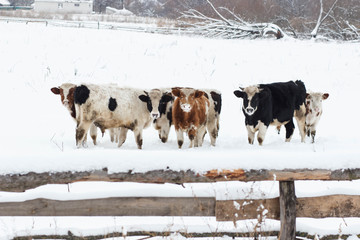 cow in snow landscape, grazing in the ,