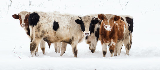 cow in snow landscape,  grazing in the ,