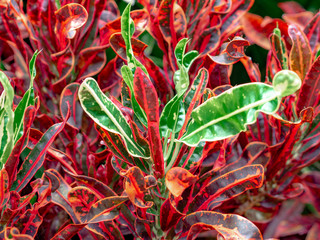 Flower leaves of Codiaeum variegatum. Close up Green croton plant surrounded by red crotons © woodpencil